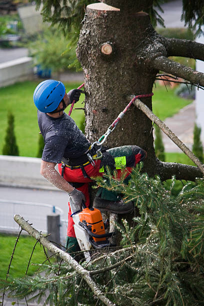 Baird, TX Tree Services Company